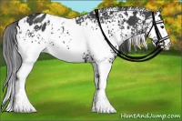Horse Color:White Spotted Black Appaloosa 