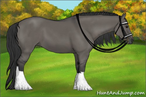 Horse Color:Grullo 