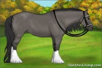 Horse Color:Grullo 