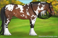 Horse Color:White Spotted Bay 