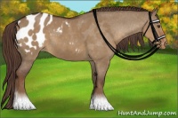 Horse Color:Liver Red Dun Appaloosa 