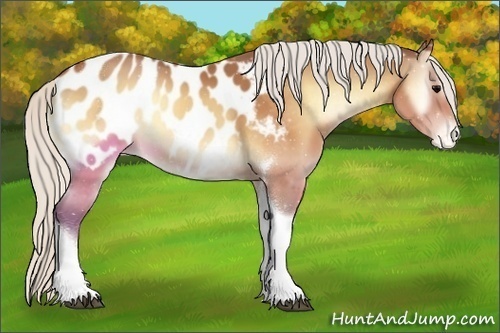 Horse Color:Silver Buckskin Onyx Tobiano Appaloosa 