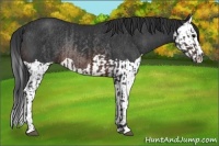 Horse Color:Brown Rabicano  and Brown Splash Rabicano 