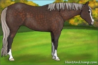 Horse Color:Silver Brown Sabino 