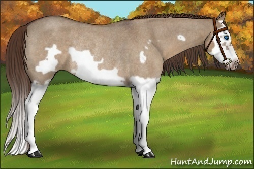 Horse Color:Liver Red Dun Roan Splash Frame Rabicano 