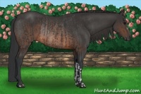 Horse Color:Brown Rabicano  and Brown Rabicano 