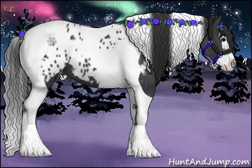 Horse Color:Black Splash Tobiano Appaloosa