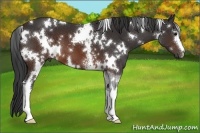 Horse Color:White Spotted Brown 