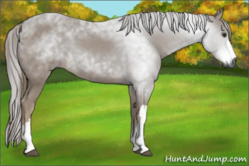 Horse Color:Gray Chestnut