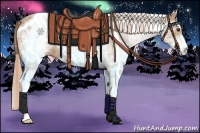 Horse Color:White Spotted Palomino