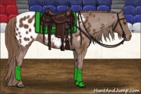 Horse Color:Chestnut Appaloosa 