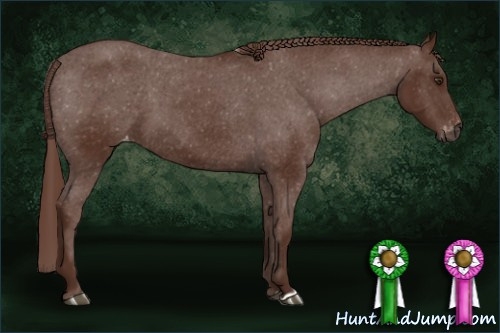 Horse Color:Gray Chestnut Appaloosa 