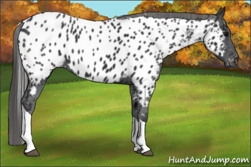 Horse Color:Black Tobiano Appaloosa 