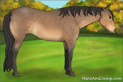Horse Color:Buckskin Roan Rabicano 