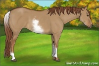 Horse Color:White Spotted Red Dun 
