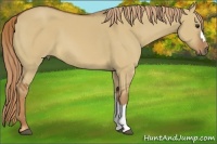 Horse Color:Red Dun 