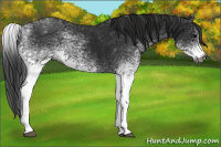 Horse Color:Gray White Spotted Black  and Gray White Spotted Black 