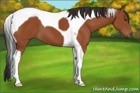 Horse Color:Bay Tobiano 