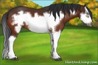Horse Color:Bay Splash Frame