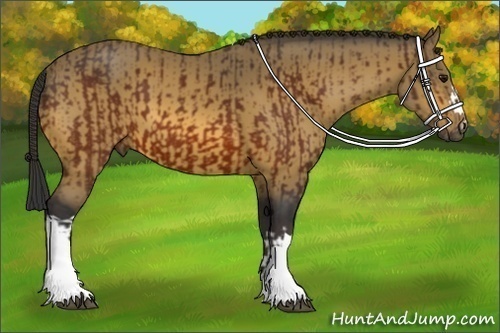 Horse Color:Bay and Buckskin