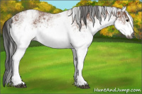 Horse Color:Gray White Spotted Black  and Gray White Spotted Bay 