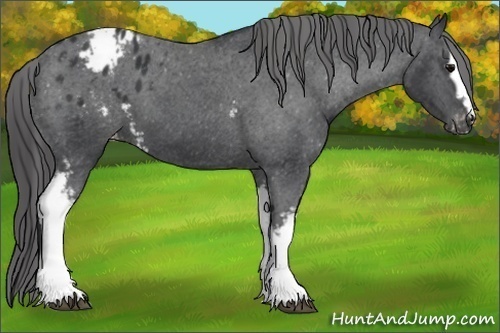 Horse Color:White Spotted Black Appaloosa 