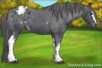 Horse Color:White Spotted Black Blanket