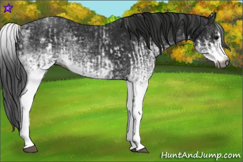 Horse Color:Gray White Spotted Black and Gray White Spotted Black Splash
