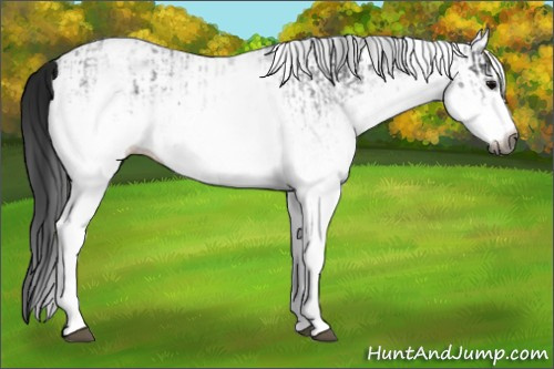Horse Color:Gray White Spotted Black and Gray White Spotted Black