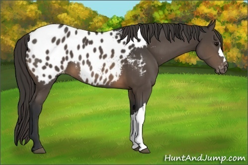 Horse Color:Buckskin Appaloosa 