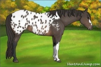 Horse Color:Buckskin Appaloosa