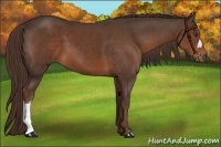 Horse Color:Liver Chestnut