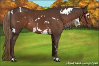 Horse Color:White Spotted Liver Chestnut 