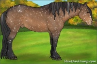 Horse Color:Brown Appaloosa 
