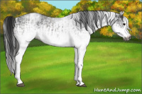 Horse Color:Gray White Spotted Black and Gray White Spotted Black Splash