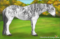 Horse Color:Gray White Spotted Black  and Gray White Spotted Black 
