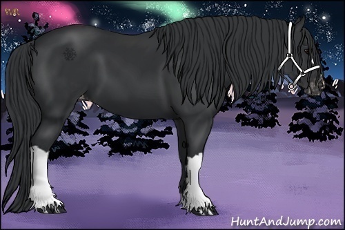 Horse Color:Black Appaloosa