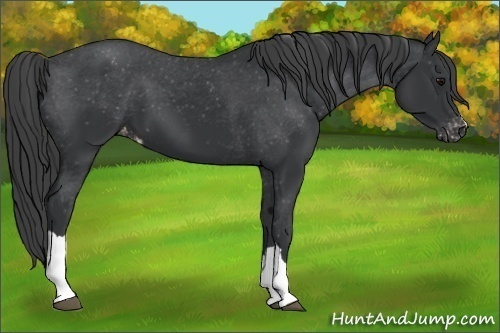 Horse Color:Black Appaloosa 