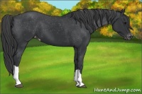Horse Color:Black Varnish 