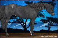 Horse Color:Black Appaloosa