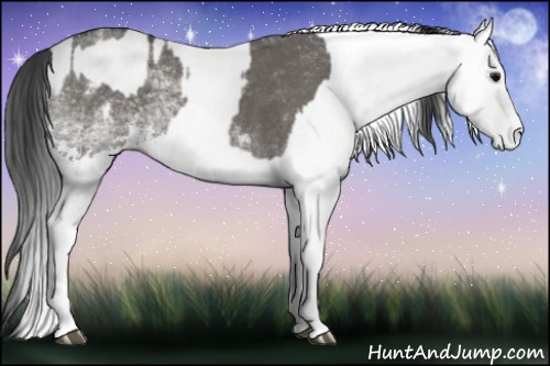 Horse Color:White Spotted Grullo  and Gray White Spotted Grullo 