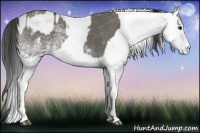 Horse Color:White Spotted Grullo  and Gray White Spotted Grullo 