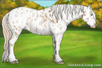 Horse Color:Palomino Near Leopard  and Gray Palomino Near Leopard 