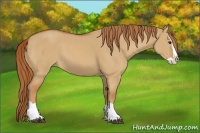Horse Color:Red Dun Splash 