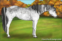 Horse Color:Gray White Spotted Black and Gray White Spotted Black Tobiano