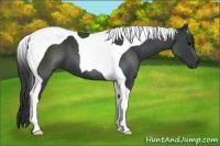 Horse Color:Black Tobiano