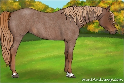 Horse Color:Red Roan 
