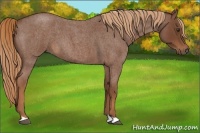 Horse Color:Red Roan 