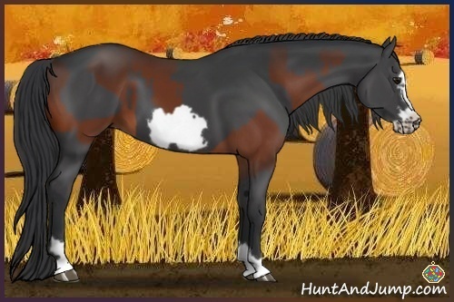 Horse Color:Bay Frame  and Black Frame 