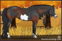 Horse Color:Bay Frame  and Black Frame 